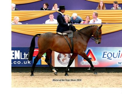 Lightweight Working Hunter HOYS - Kansas Toddle